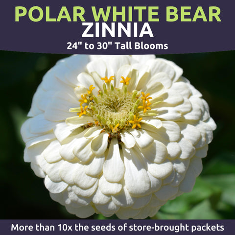 Sweet Yards Zinnia Polar Bear White blooms in a border showcase lasting summer color.
