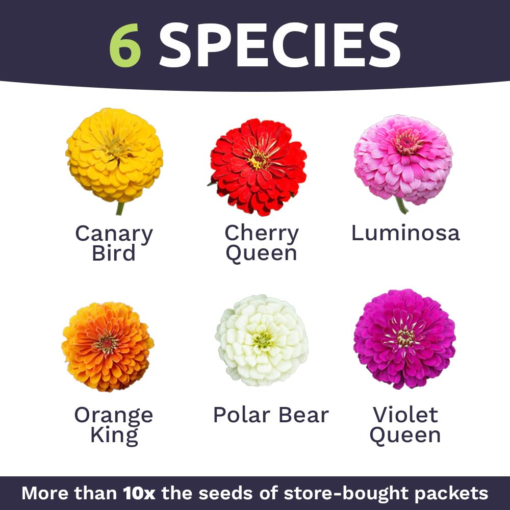 5-inch blooms from Sweet Yards Zinnia Seeds California Giants Mix on premium bedding.