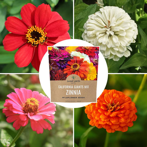 Open-pollinated Sweet Yards Zinnia Seeds California Giants Mix suitable for home gardeners.