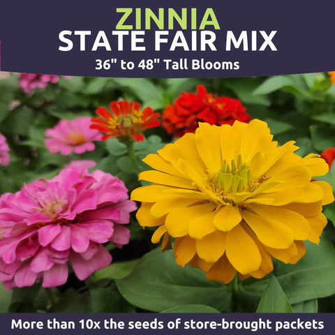 Sweet Yards Zinnia State Fair Mix for cut flowers with bright, dahlia-like blooms.