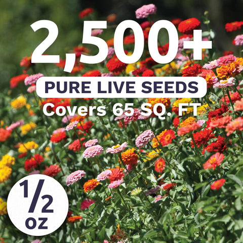 Close-up of Sweet Yards Zinnia Thumbelina Mix rainbow blooms