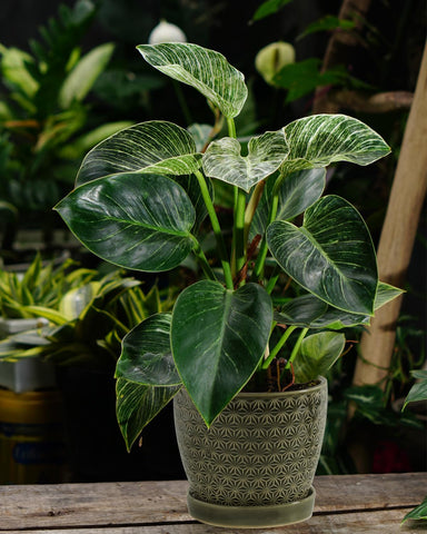 Swicken planter suitable for orchids and succulents in home decor