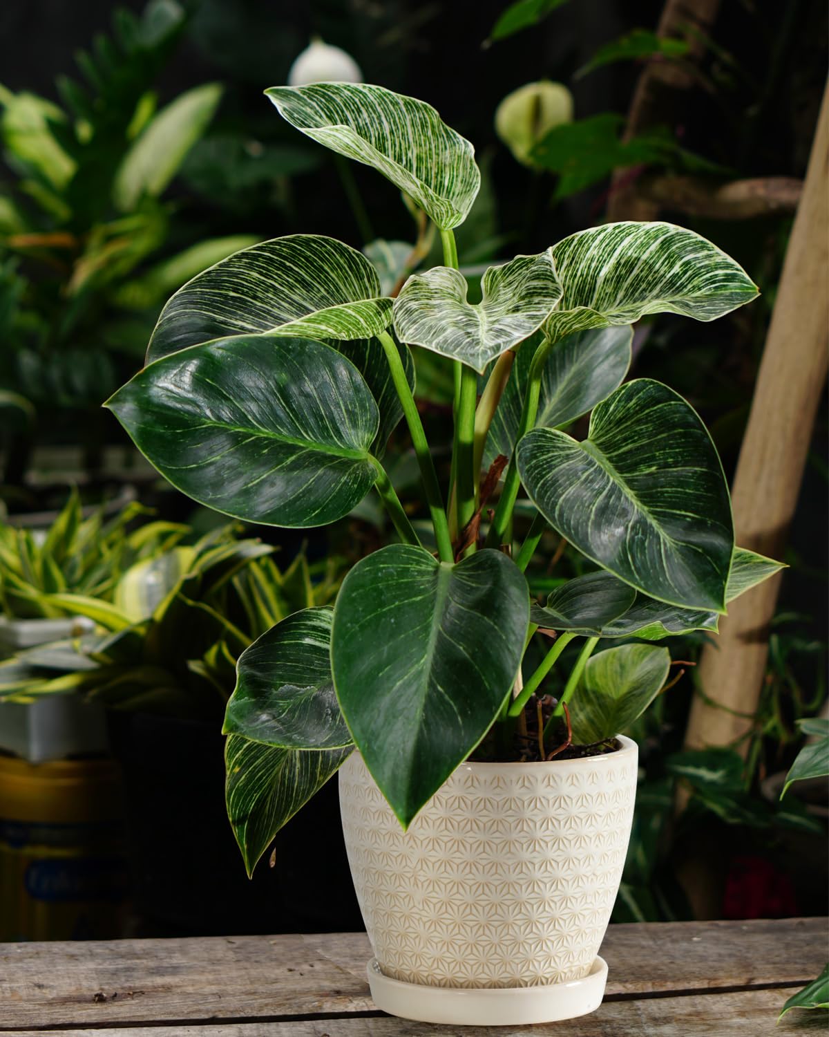 Swicken large and small planters shown together for size variety.