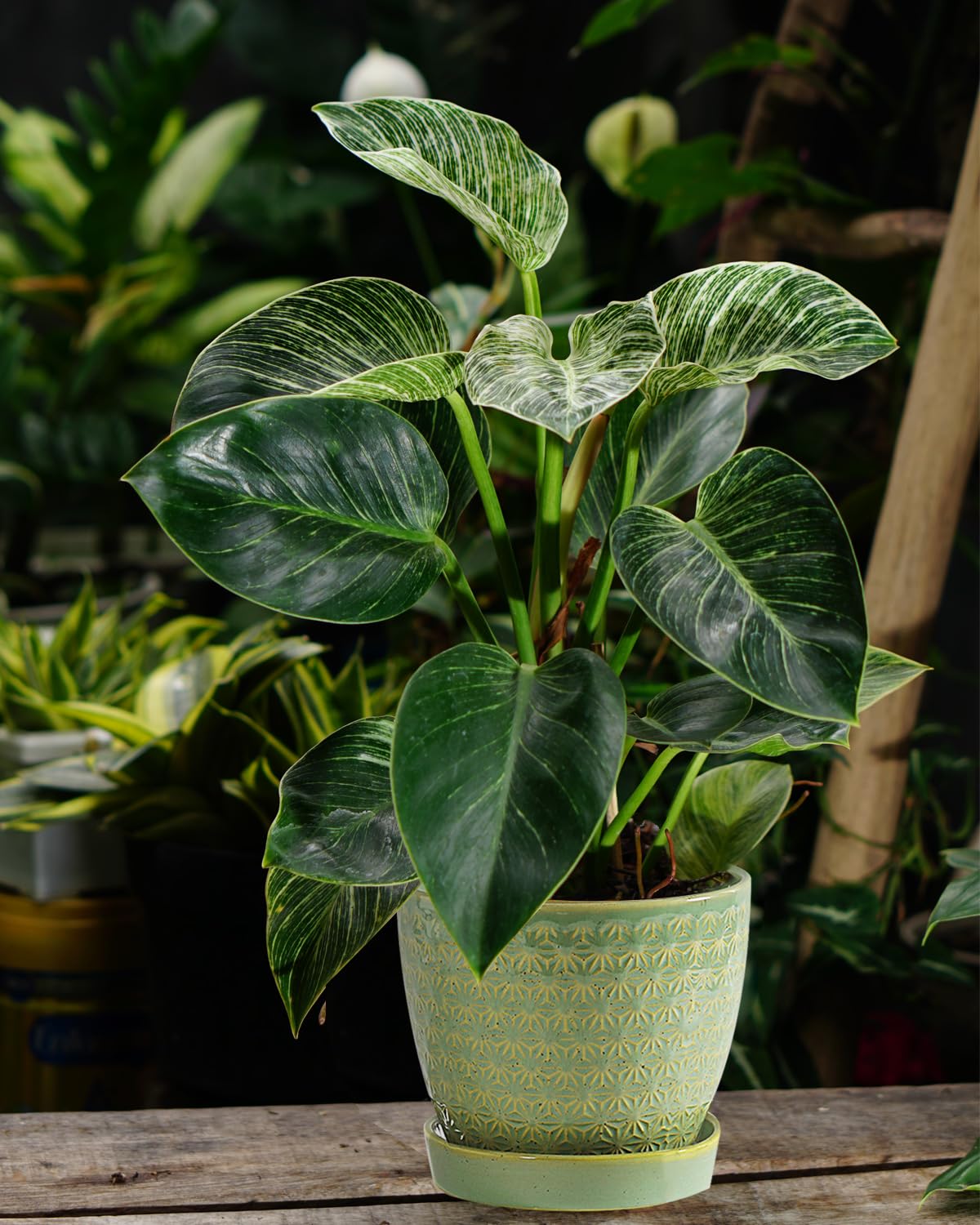 Swicken sage-green gift-ready ceramic planter for plant lovers