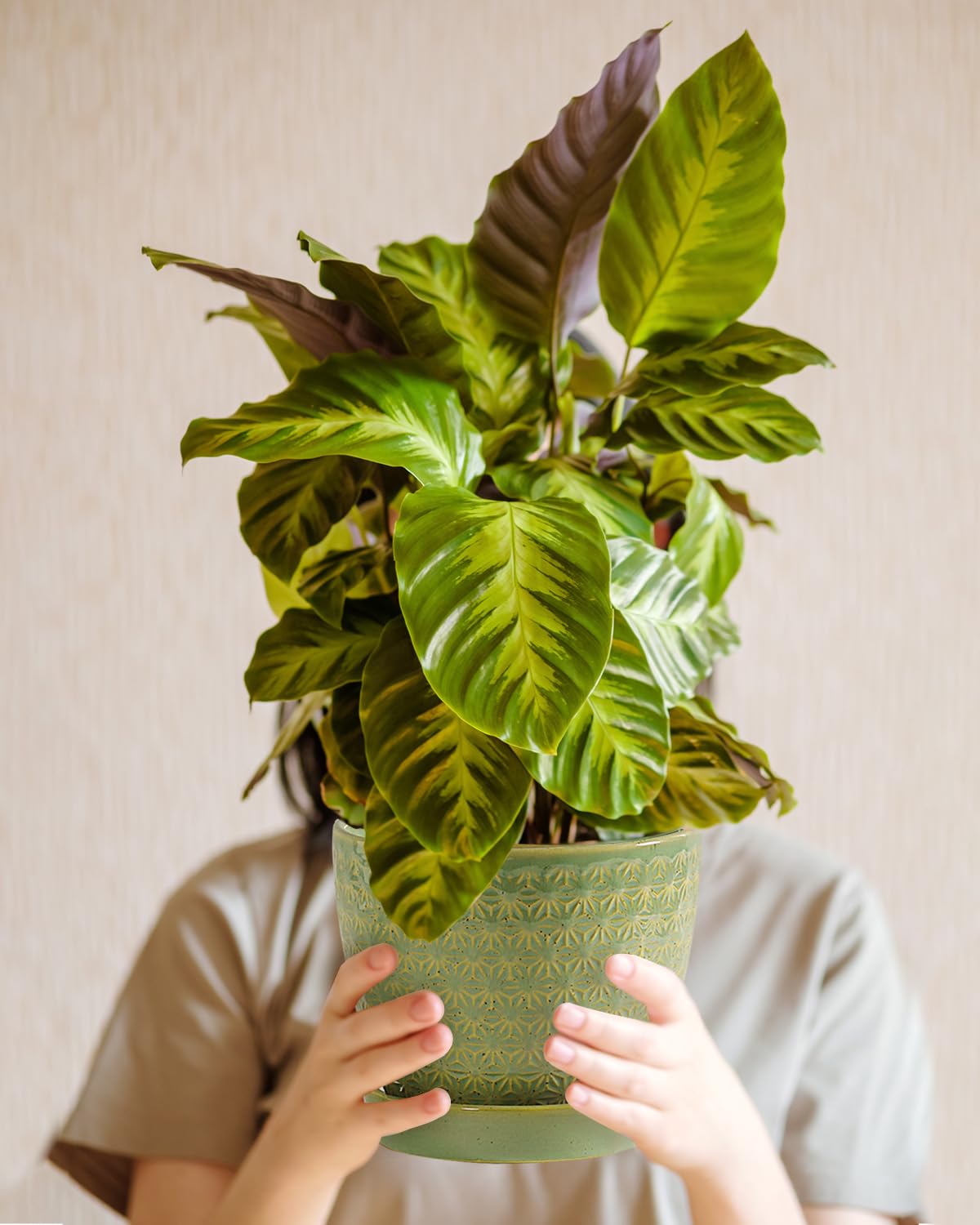 Swicken sage-green planter with upgraded packaging for safe transit