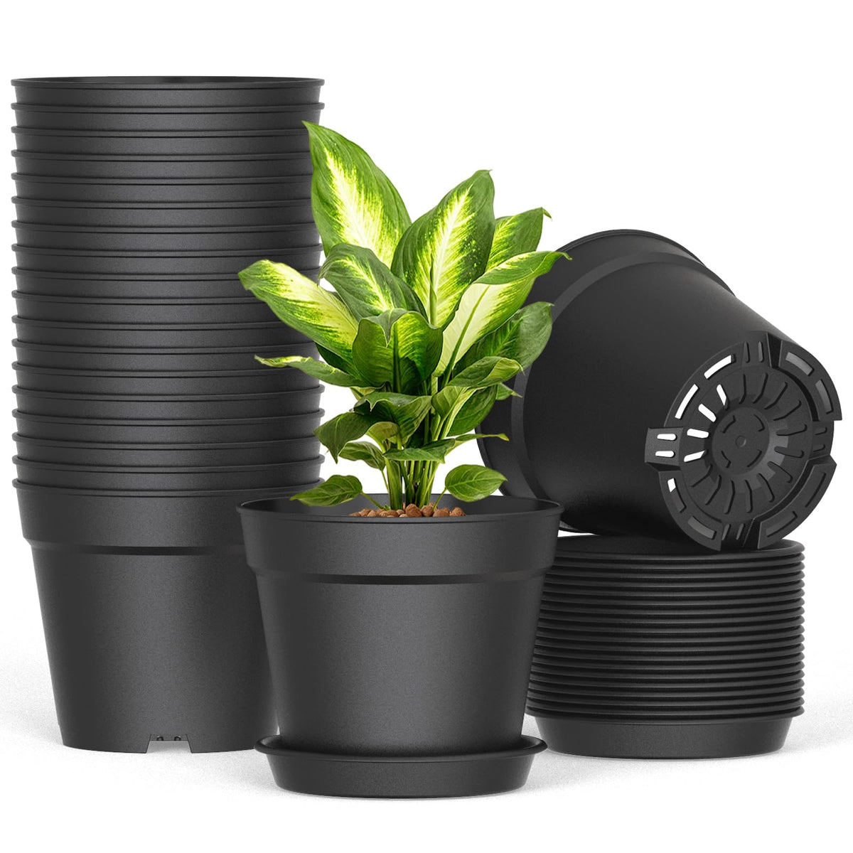 Swinduck 6inch pot with drainage and saucer promotes healthy roots and easy water management.