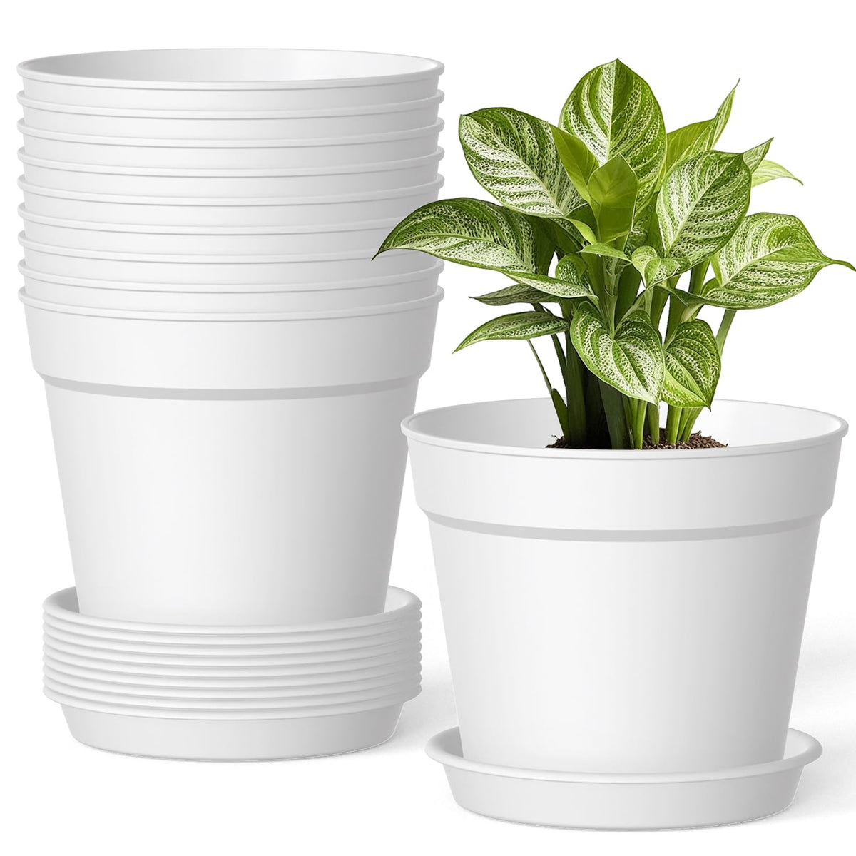 SwinDuck 6-inch pot with drainage promotes airflow for healthy roots.