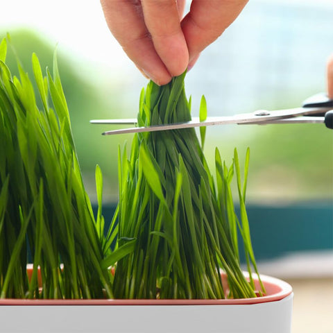 SYCOOVEN cat grass planter large-capacity supports ample grass growth.
