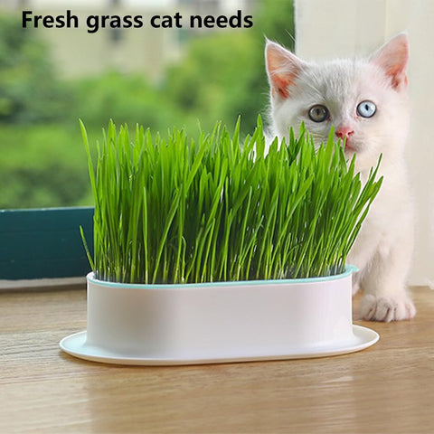SYCOOVEN cat grass planter scratch-resistant surface stands up to playful cats.