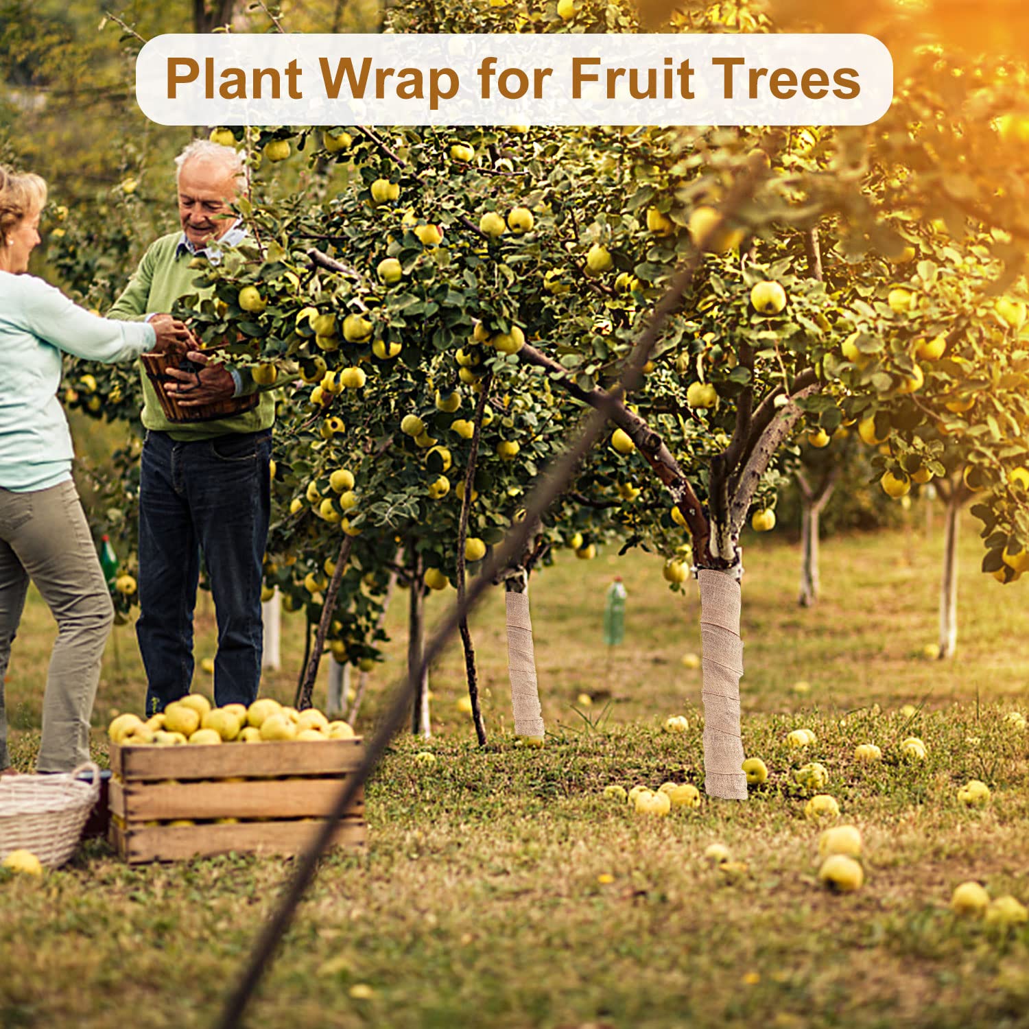 SYWHXY spiral-wrapped trunk protects bark and reduces exposure