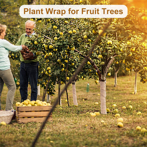 SYWHXY spiral-wrapped trunk protects bark and reduces exposure