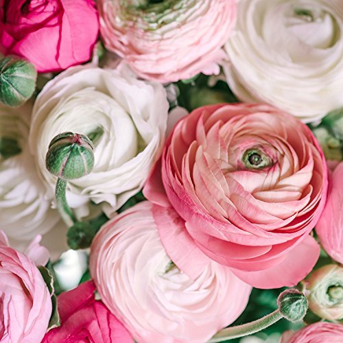 SZRXL Persian Buttercup bulbs add soft hues to borders and vases.