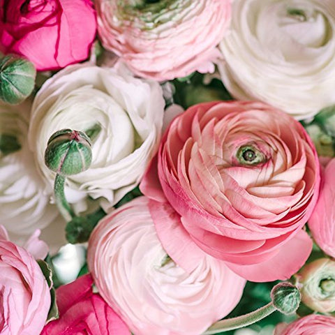 SZRXL Persian Buttercup bulbs add soft hues to borders and vases.