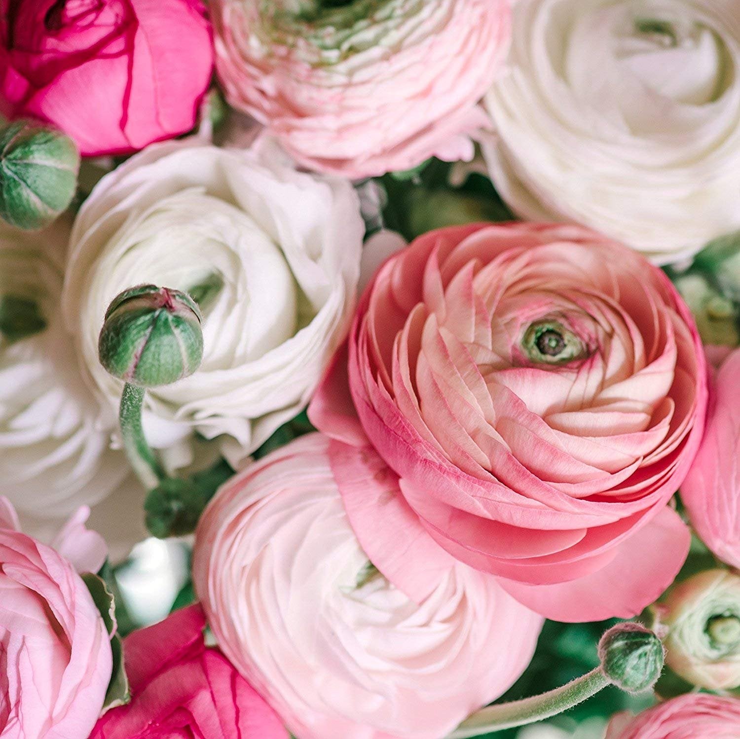 SZRXL Ranunculus Pastel Mix bulbs brighten outdoor beds and cut flower displays.