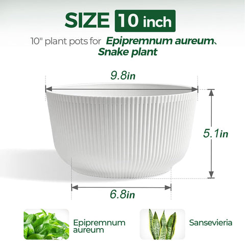 T4U cotton rope self-watering system visible inside the 10-inch pot.