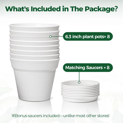 T4U 6-inch pot gift-ready pack ideal for plant lovers.