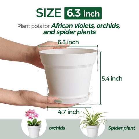 T4U 6-inch pot with saucer in pack shows tidy plant organization.