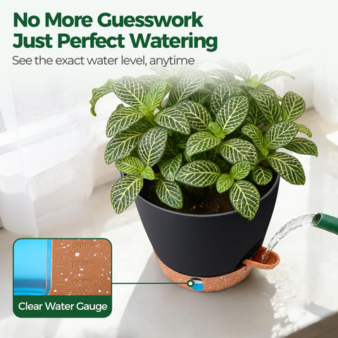 T4U 6-inch pot designed for pothos with reliable hydration.