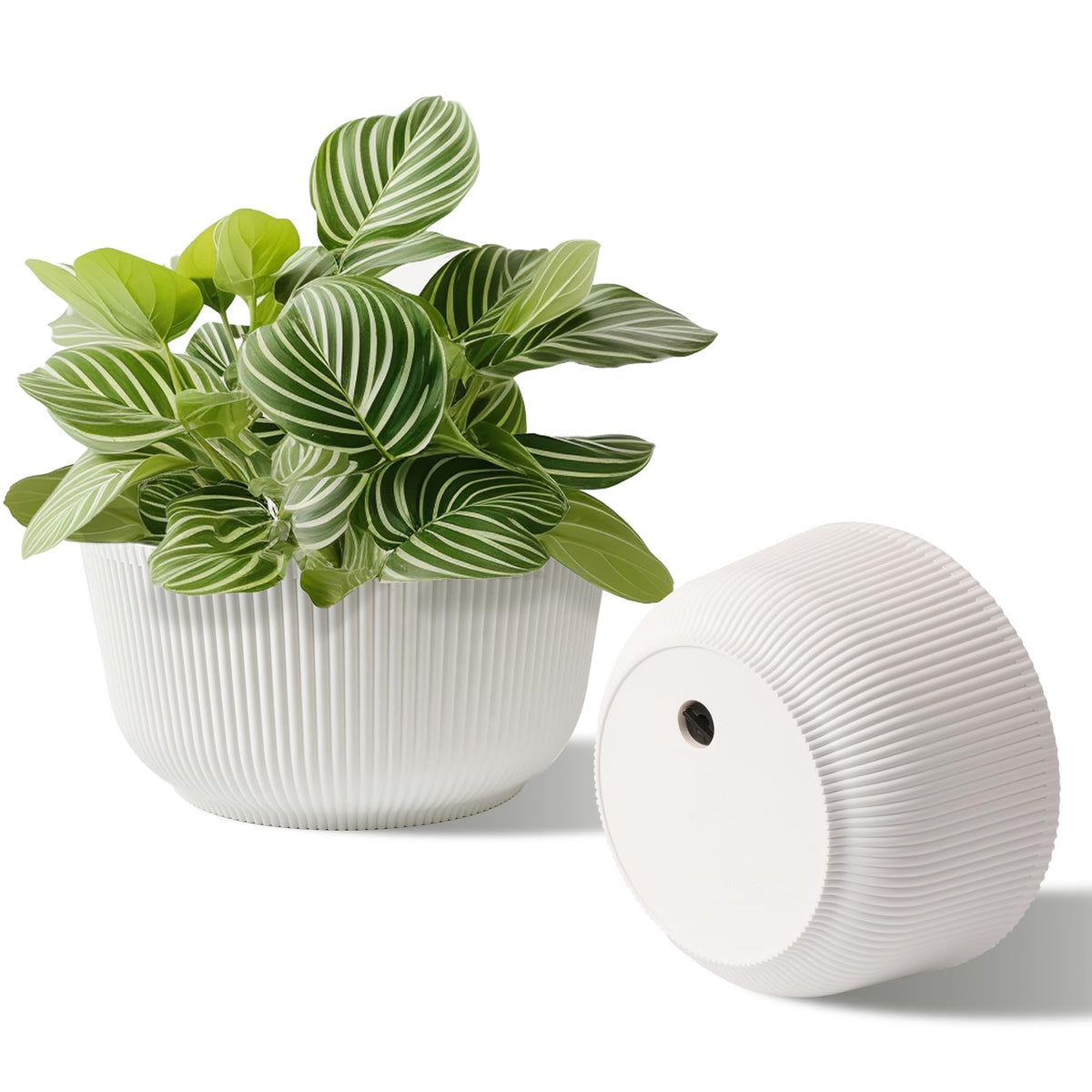 T4U 8-inch self-watering pot with cotton rope for steady moisture.