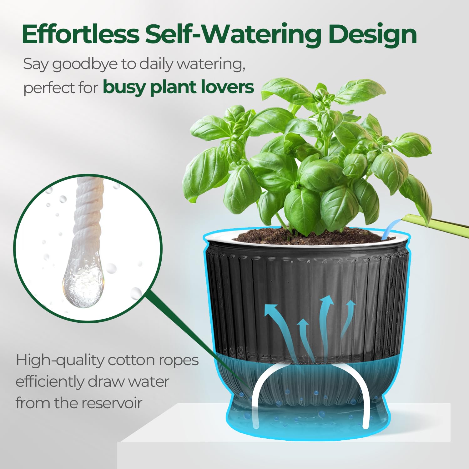 African violet in a T4U pot highlighting compact indoor planting.