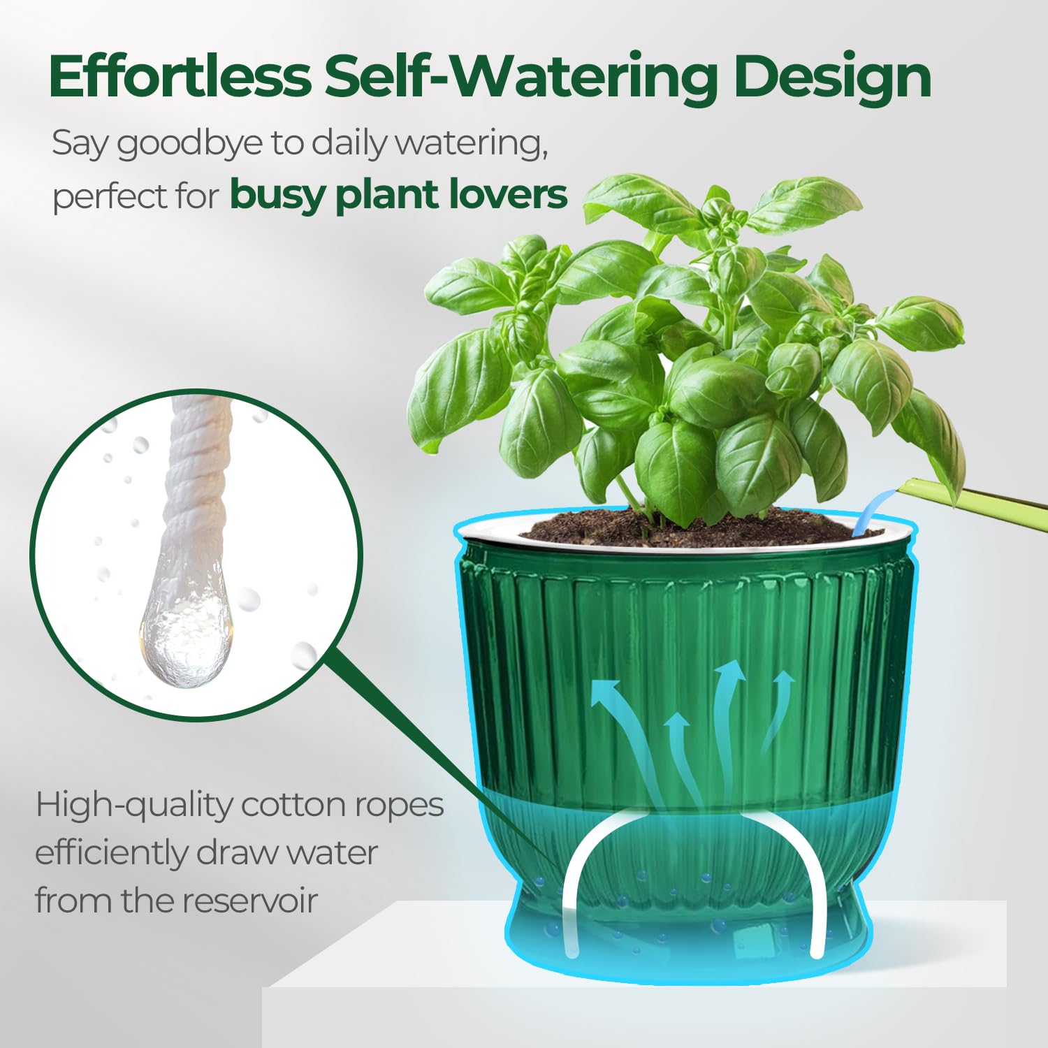 T4U African violet pots pack for elegant indoor plant groupings.