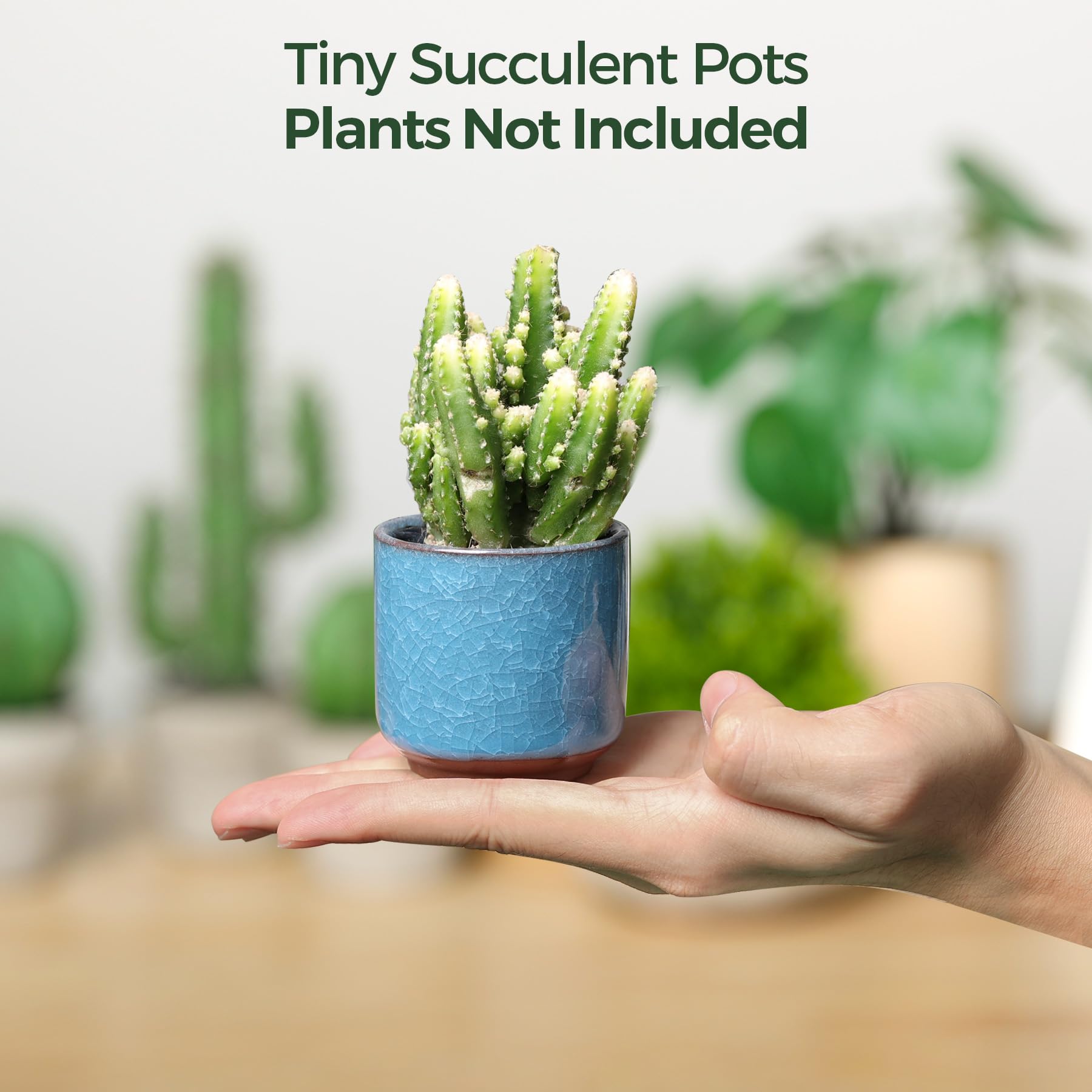 T4U cactus and succulent planter with ice crack glaze finish.