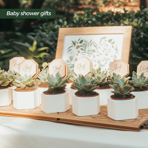 T4U desk and office decor planters elevate workspace with greenery.