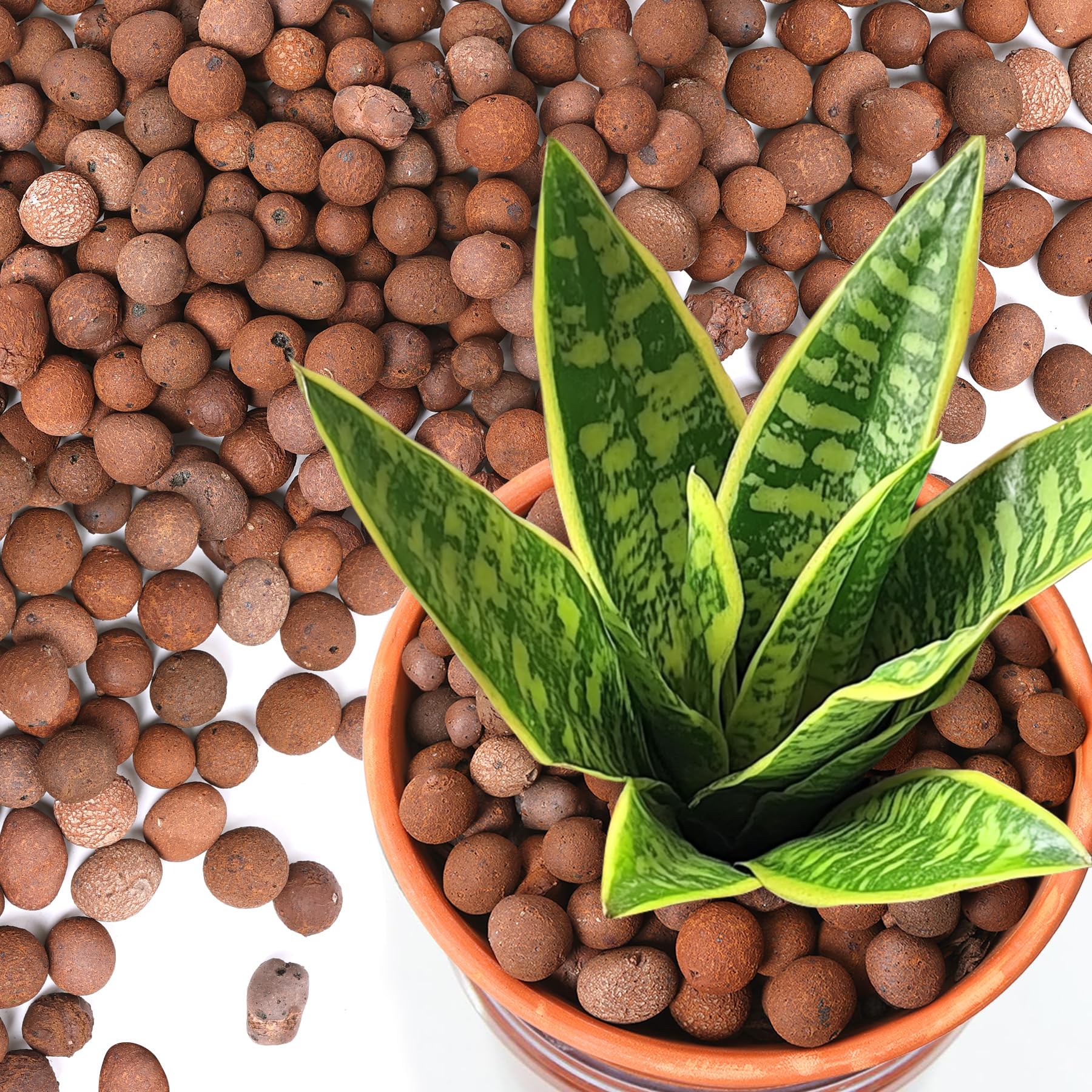 T4U Leca clay pebbles 4-6qt pack with uniform 10-20mm size for neat pots.
