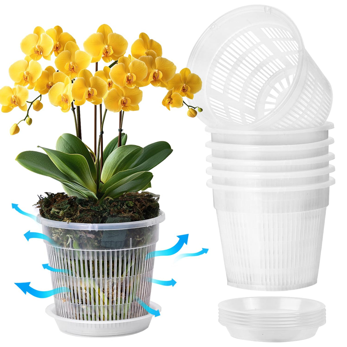 T4U orchid pot 5.5-inch clear pot for easy root visibility and watering checks