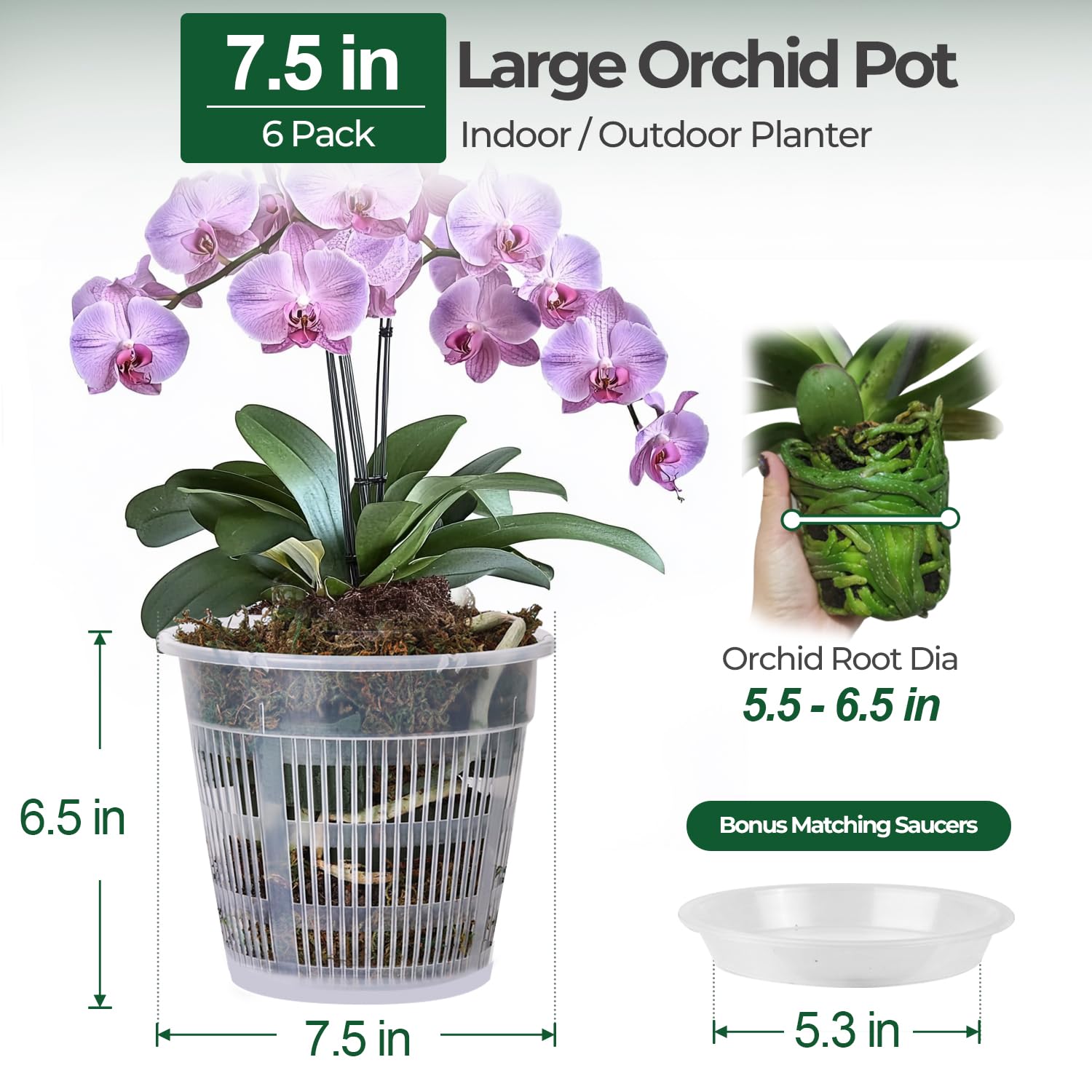 T4U 7.5-inch clear orchid pot showing root visibility