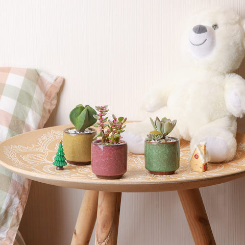 T4U porcelain handcrafted pot ideal for baby succulents and cacti.