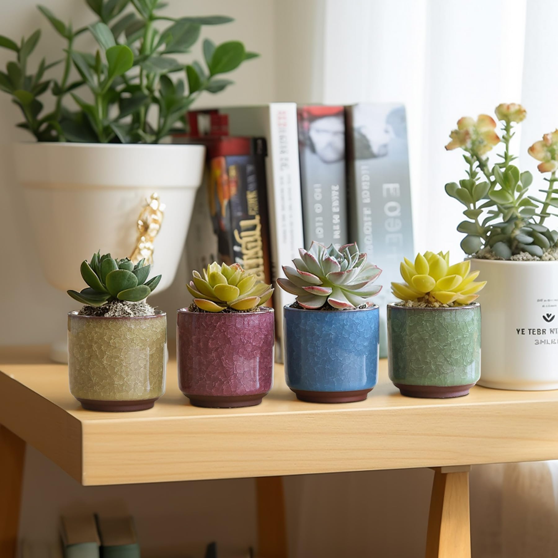T4U ceramic pot only plants not included, ready for gifting.