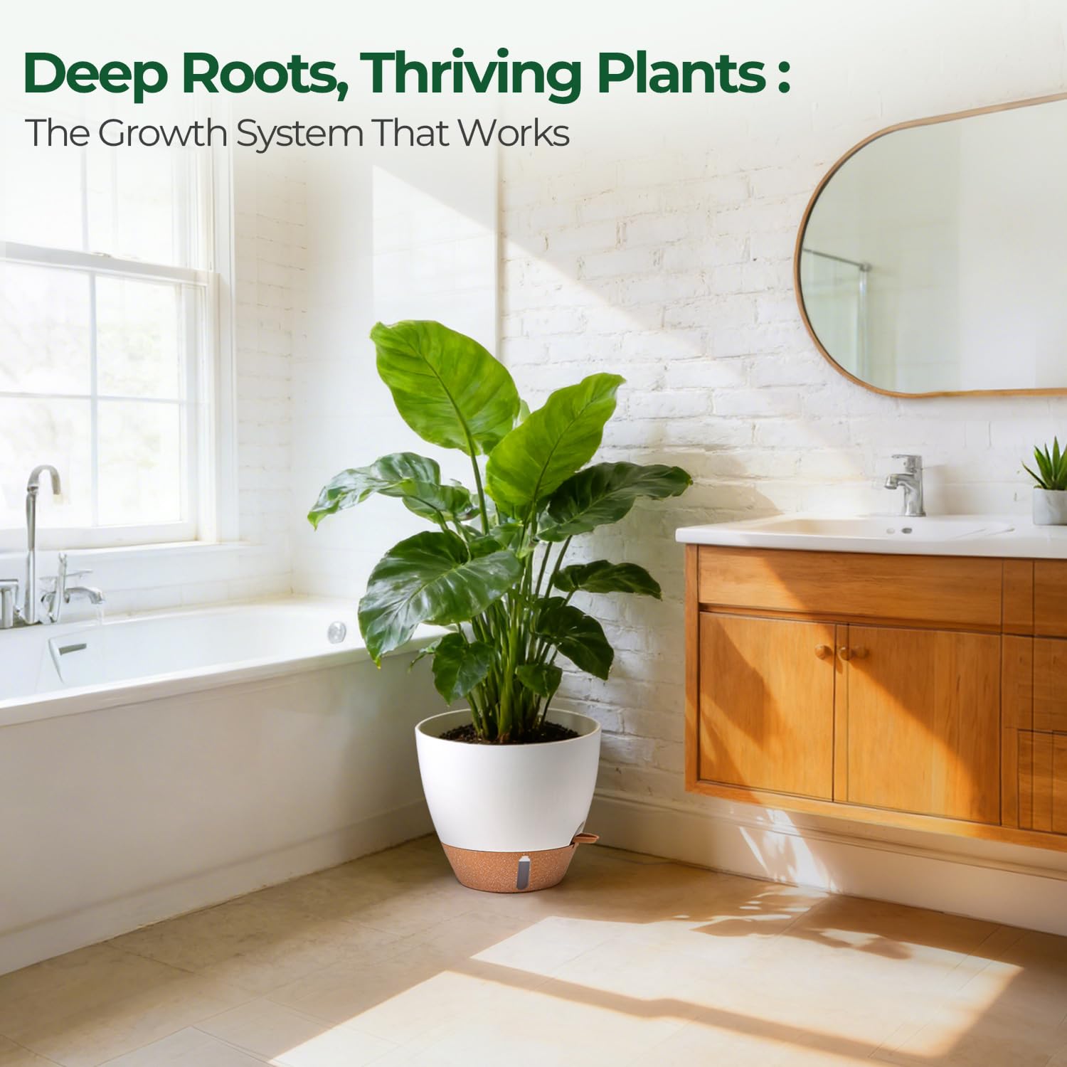T4U 12-inch pot for Monstera or Rubber Plant