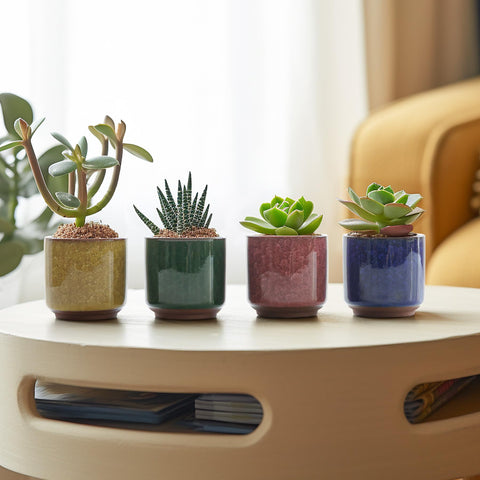T4U set of 12 succulent pots offers versatile gift-ready containers.