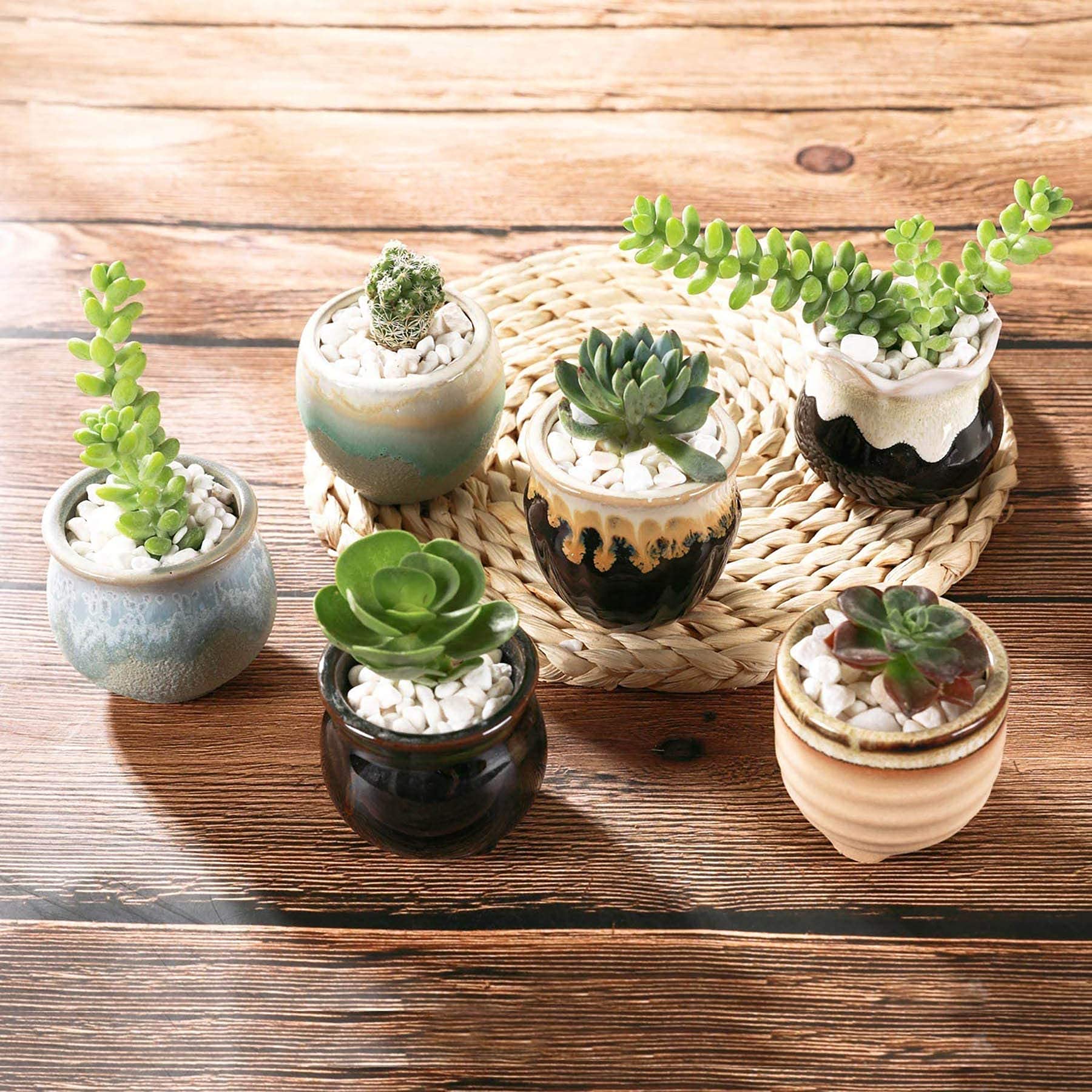 T4U tiny planters make a thoughtful gift for plant lovers.