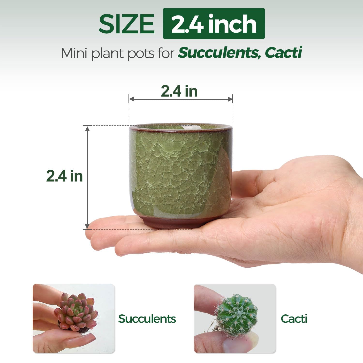 T4U drainage-hole pot helps prevent overwatering in small plants.
