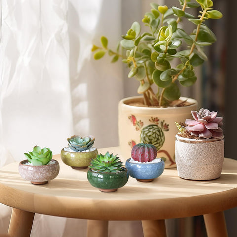 T4U 2.5 inch planter set for baby succulents and mini cacti.