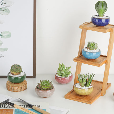 T4U 12-pack pots for gift-ready plant arrangements.