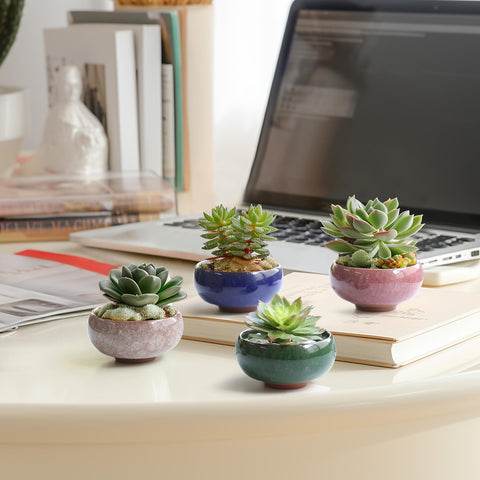 T4U compact planters fit desks and small spaces.