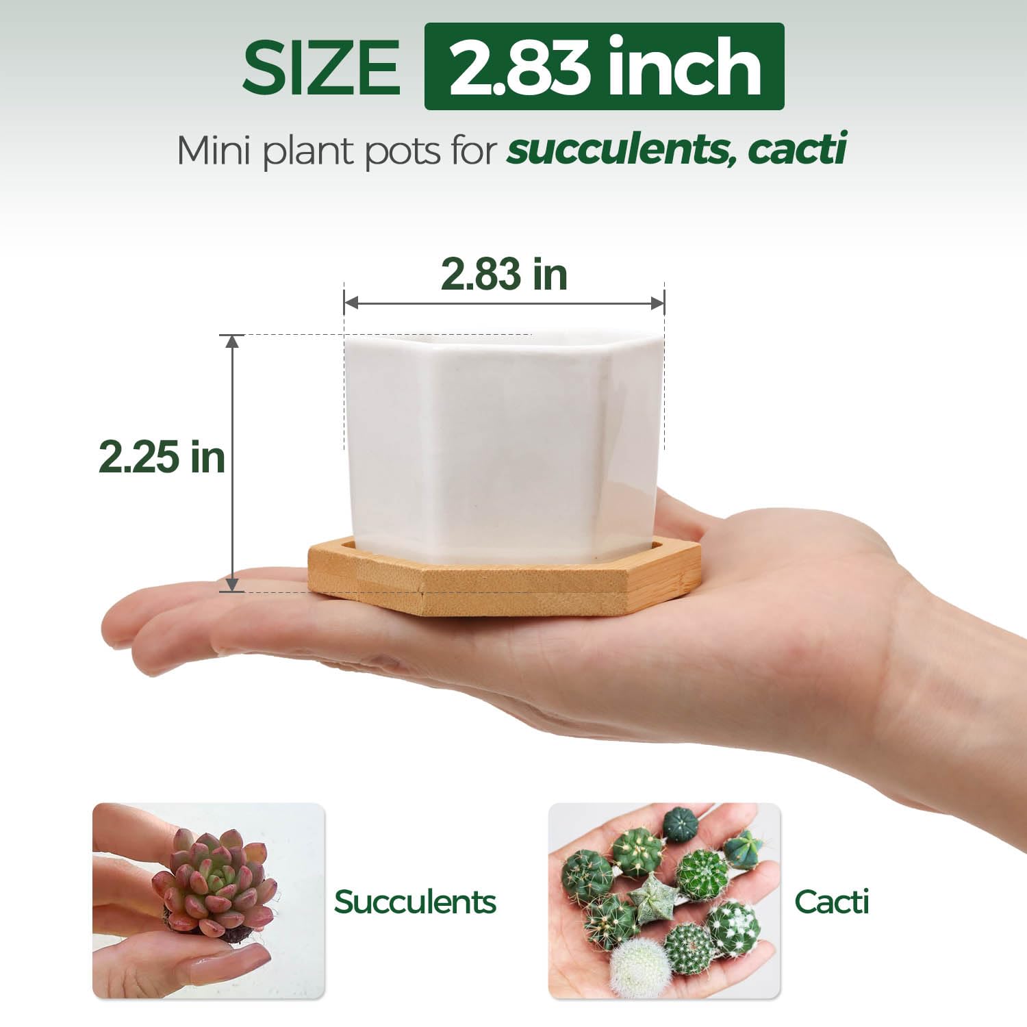 T4U white ceramic hexagon planters with grid pad for small succulents on shelves.
