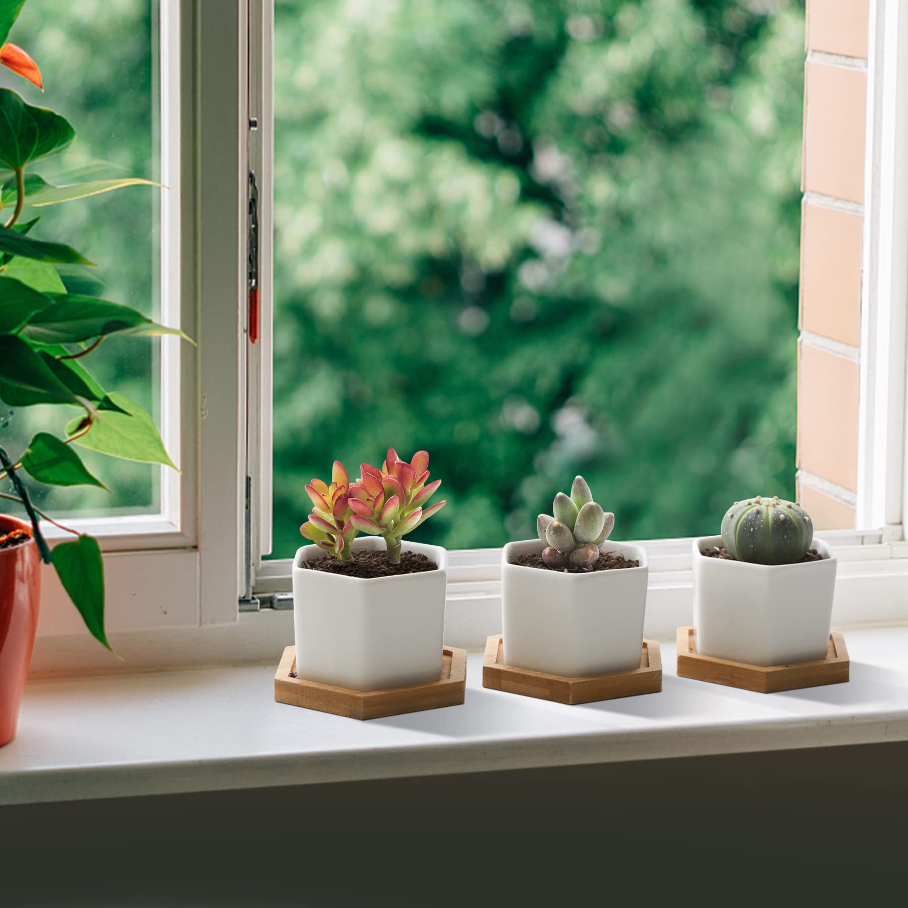 T4U white hexagon planters on bamboo tray brighten kitchen and bedroom.