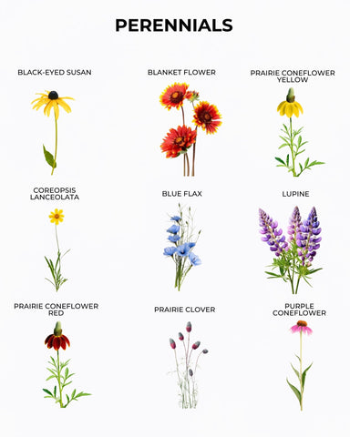 Tactiko Survival meadow-ready mix enhances biodiversity in borders.