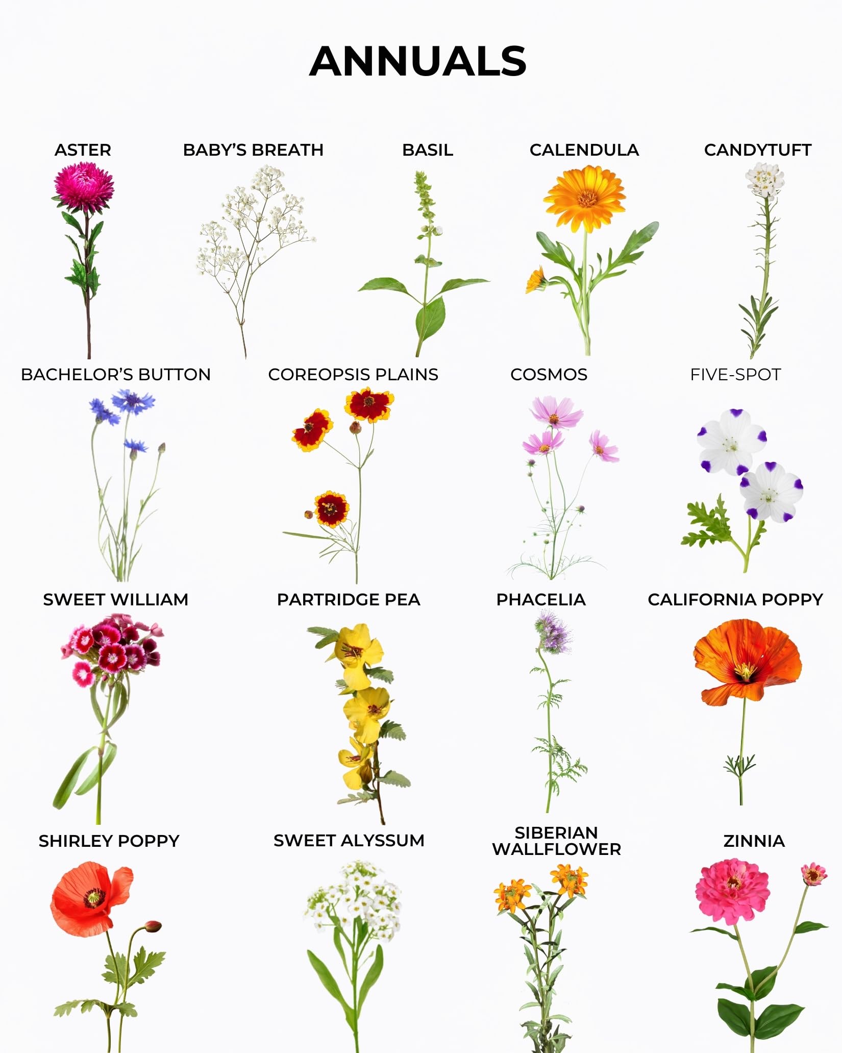 Tactiko Survival pollinator-friendly blooms attract bees and butterflies.