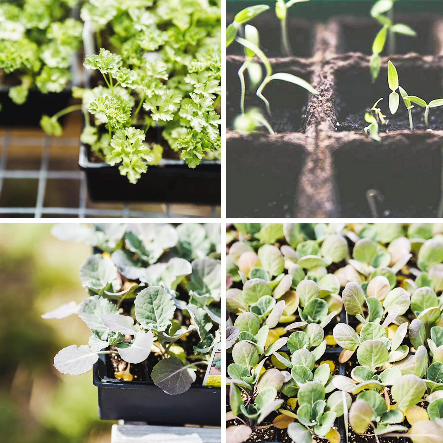 Taietc biodegradable peat pots support easy transplant without root damage.