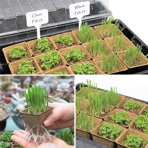 Taietc plastic seed trays arranged for efficient multi-plant propagation.