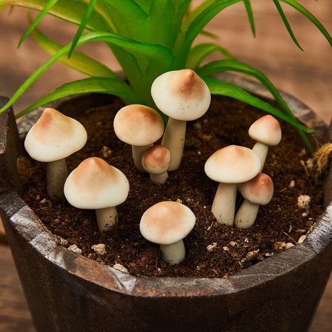 Taiyin fairy garden mushrooms create micro landscape magic in terrariums
