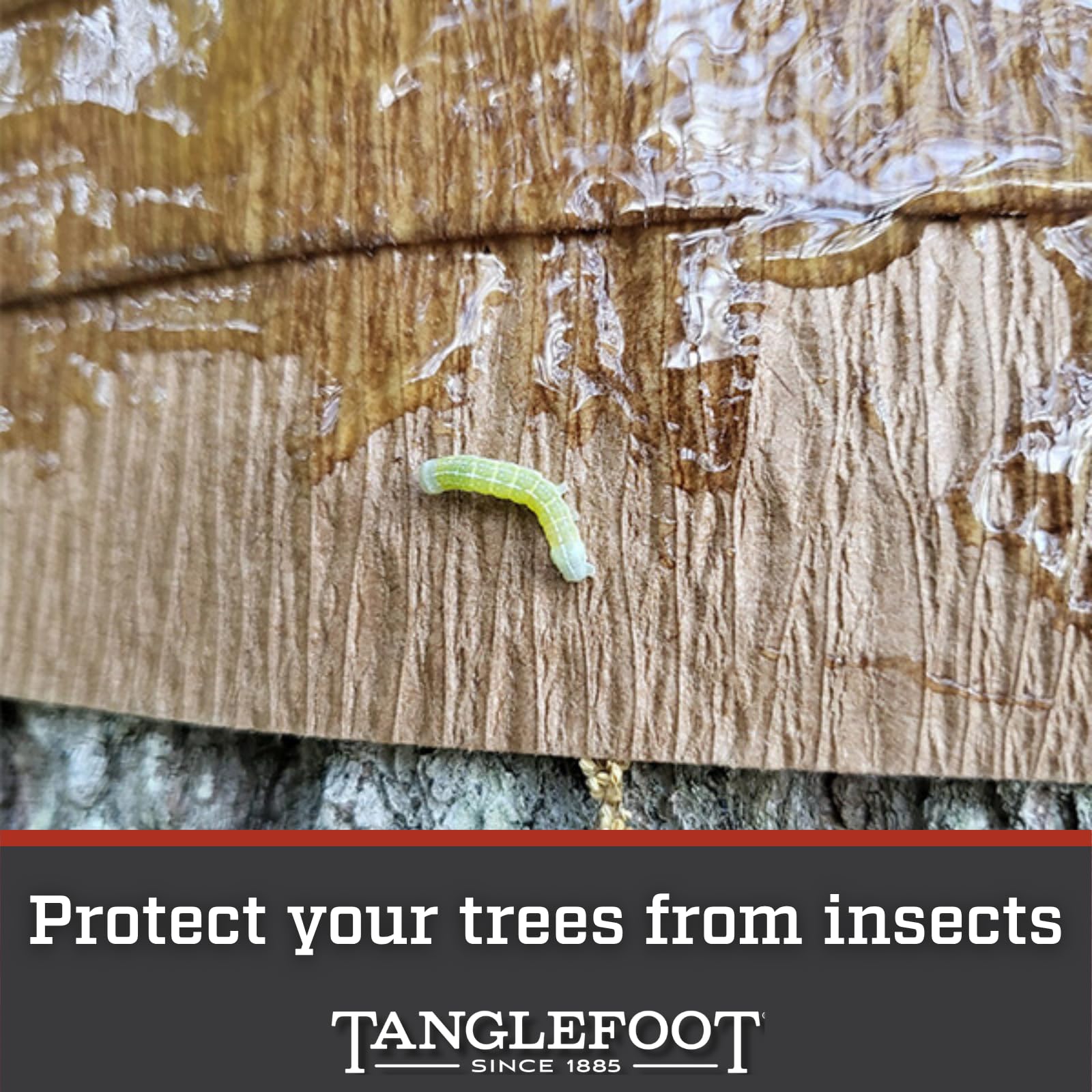 Tanglefoot Tangle-Guard easy-application wrap around trunk in use
