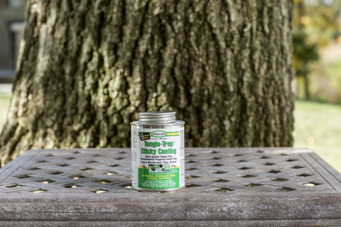 Tanglefoot Tangle-Trap brush-on coating shows precise garden pest application.