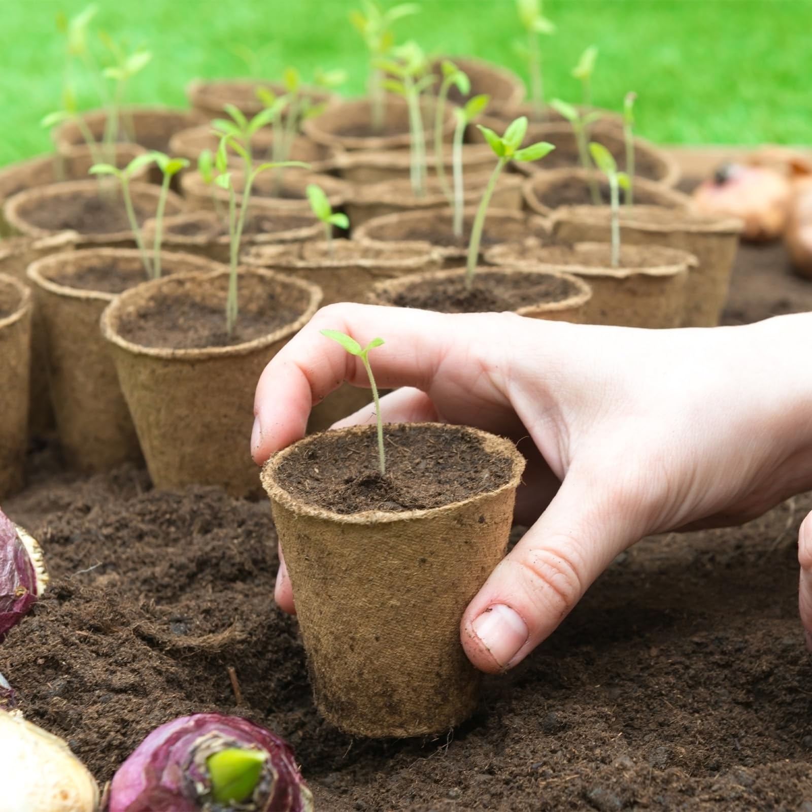 TAOLABV versatile pots suit home gardens, greenhouses, classrooms, and gifts.