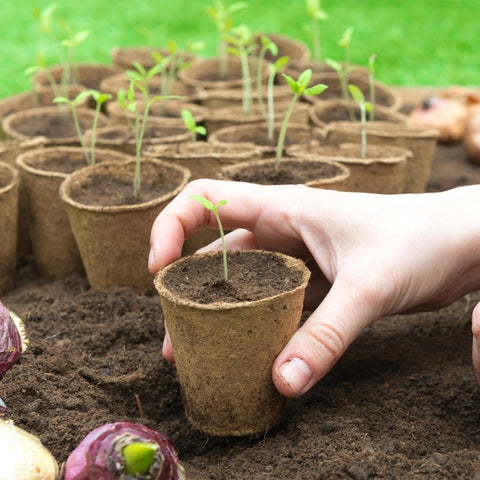 TAOLABV versatile pots suit home gardens, greenhouses, classrooms, and gifts.